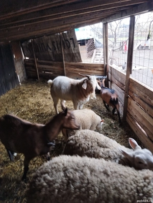 De vinzare un tap  - imagine 2