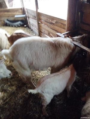 De vinzare un tap  - imagine 4