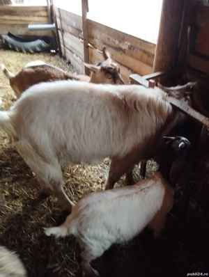 De vinzare un tap  - imagine 3