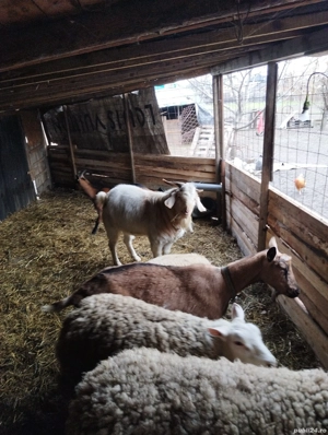 De vinzare un tap  - imagine 5