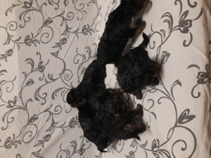 Yorkshire terrier  - imagine 2