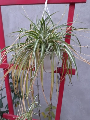 De vânzare flori la ghiveci 