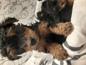 Yorkshire terrier  - imagine 3