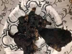 Yorkshire terrier  - imagine 4