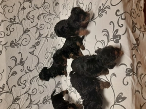 Yorkshire terrier  - imagine 5