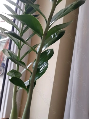 Se vând plante la ghiveci 