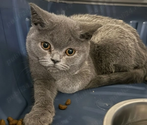 Baietel British Shorthair blue - imagine 2