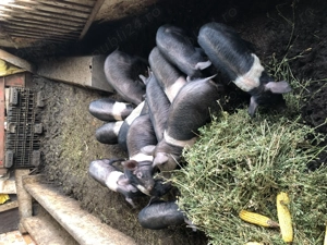 Vand purcei bazna, rasa pura, 8 saptamani - imagine 2