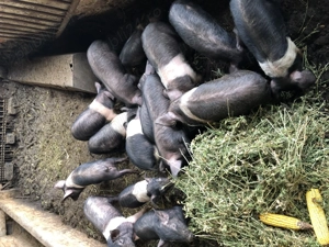 Vand purcei bazna, rasa pura, 8 saptamani