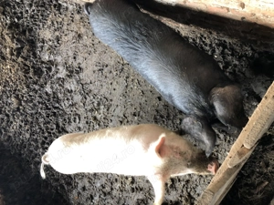 Vand porci: marele alb si bazna - imagine 4