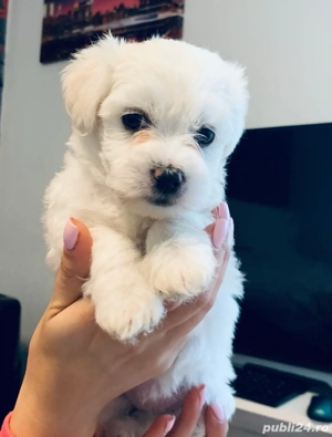 Bichon Maltez Mini Toy  - imagine 3
