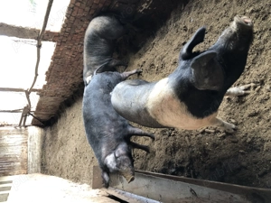 Vand porci: marele alb si bazna - imagine 2