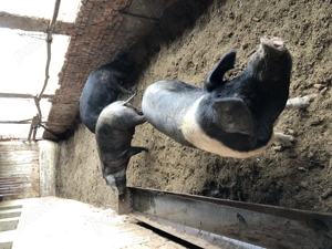 Vand porci: marele alb si bazna - imagine 3