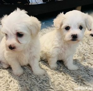 Bichon Maltez Mini Toy 