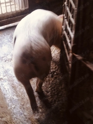 Porc de 80 kg - imagine 2