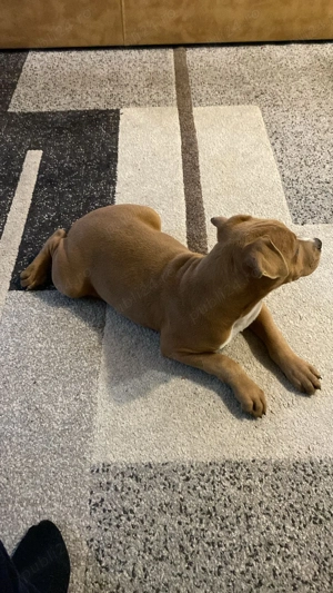 pui amstaff - imagine 2