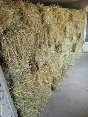 70 baloți din ovăz cu spic 