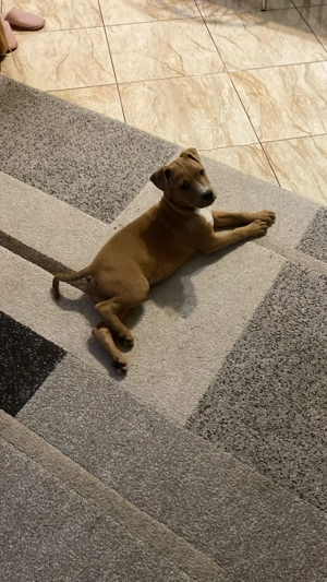 pui amstaff - imagine 4