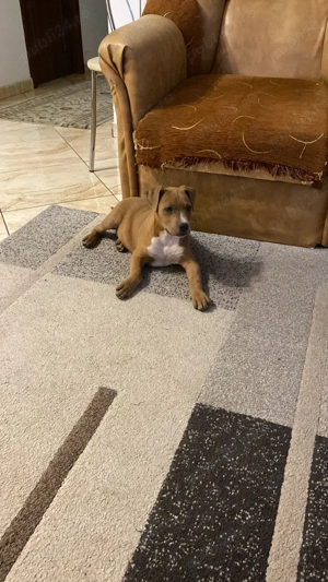 pui amstaff - imagine 3