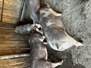 Vând purcei de monta - imagine 3