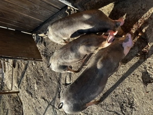 Vând purcei de monta - imagine 5