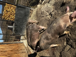 Vând purcei de monta - imagine 4