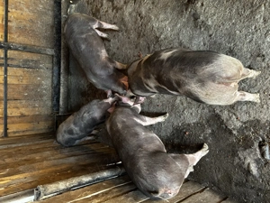 Vând purcei de monta - imagine 2