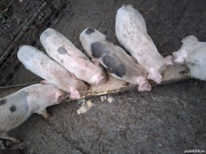 Vand  soldani - imagine 2