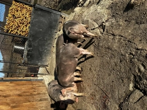 Vând purcei de monta