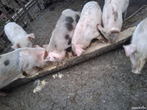 Vand  soldani - imagine 3