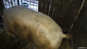 vand porci pentru Crăciun jumate sau sferturi - imagine 3