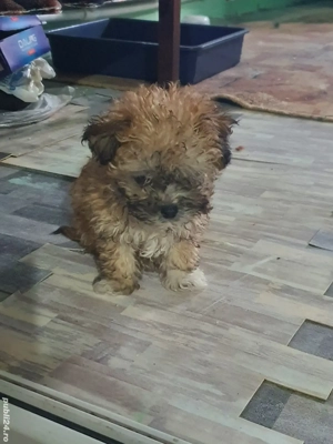 Vand bichon Metiș-Caraș talie mică