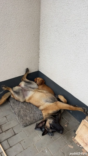 Vand catelusa Belgian Malinois , dresata , in varsta de 10 luni - imagine 3