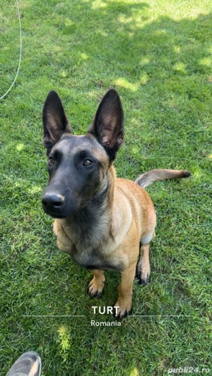 Vand catelusa Belgian Malinois , dresata , in varsta de 10 luni