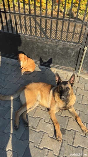 Vand catelusa Belgian Malinois , dresata , in varsta de 10 luni - imagine 4
