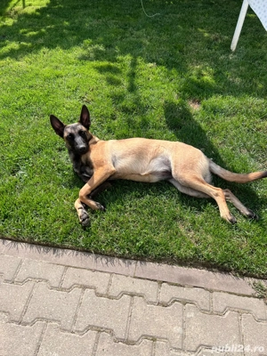 Vand catelusa Belgian Malinois , dresata , in varsta de 10 luni - imagine 2