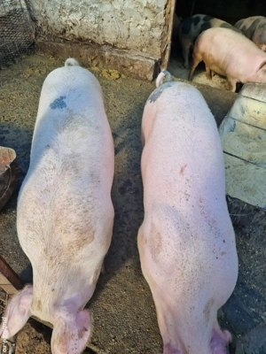 Schimb porci cu viței ! 