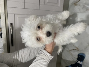 Bichon Havanez - o fetiță  - imagine 2