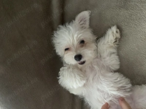 Bichon Havanez - o fetiță 