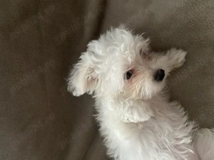 Bichon Havanez - o fetiță  - imagine 3
