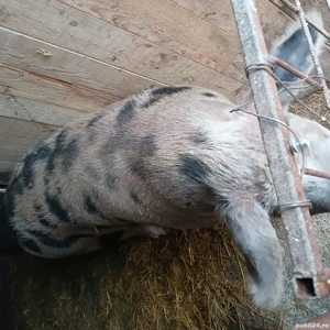 vand 1 4 din acest porc de peste 350kg