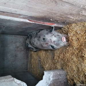 vand 1 4 din acest porc de peste 350kg - imagine 2