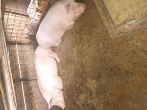 Porc gras de vanzare 