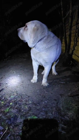 Vând sau schimb mascul - imagine 2