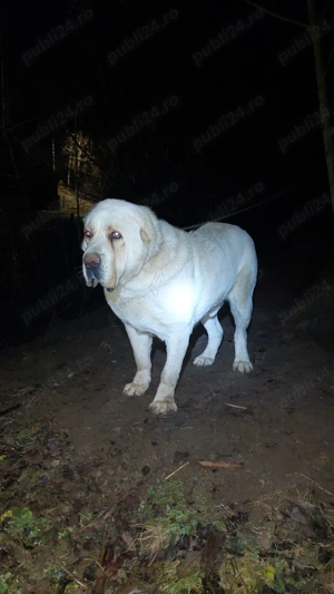 Vând sau schimb mascul