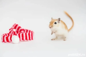 Vand Gerbili Tineret Jucausi