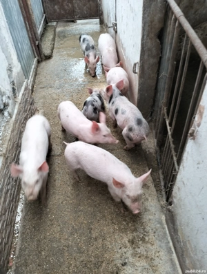 purcei disponibilei - imagine 2