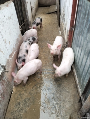 purcei disponibilei - imagine 4