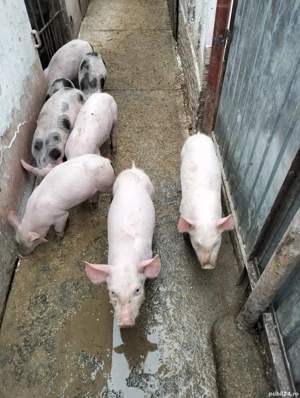 purcei disponibilei - imagine 3