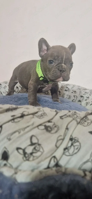 Bulldog Francez Blue  - imagine 4